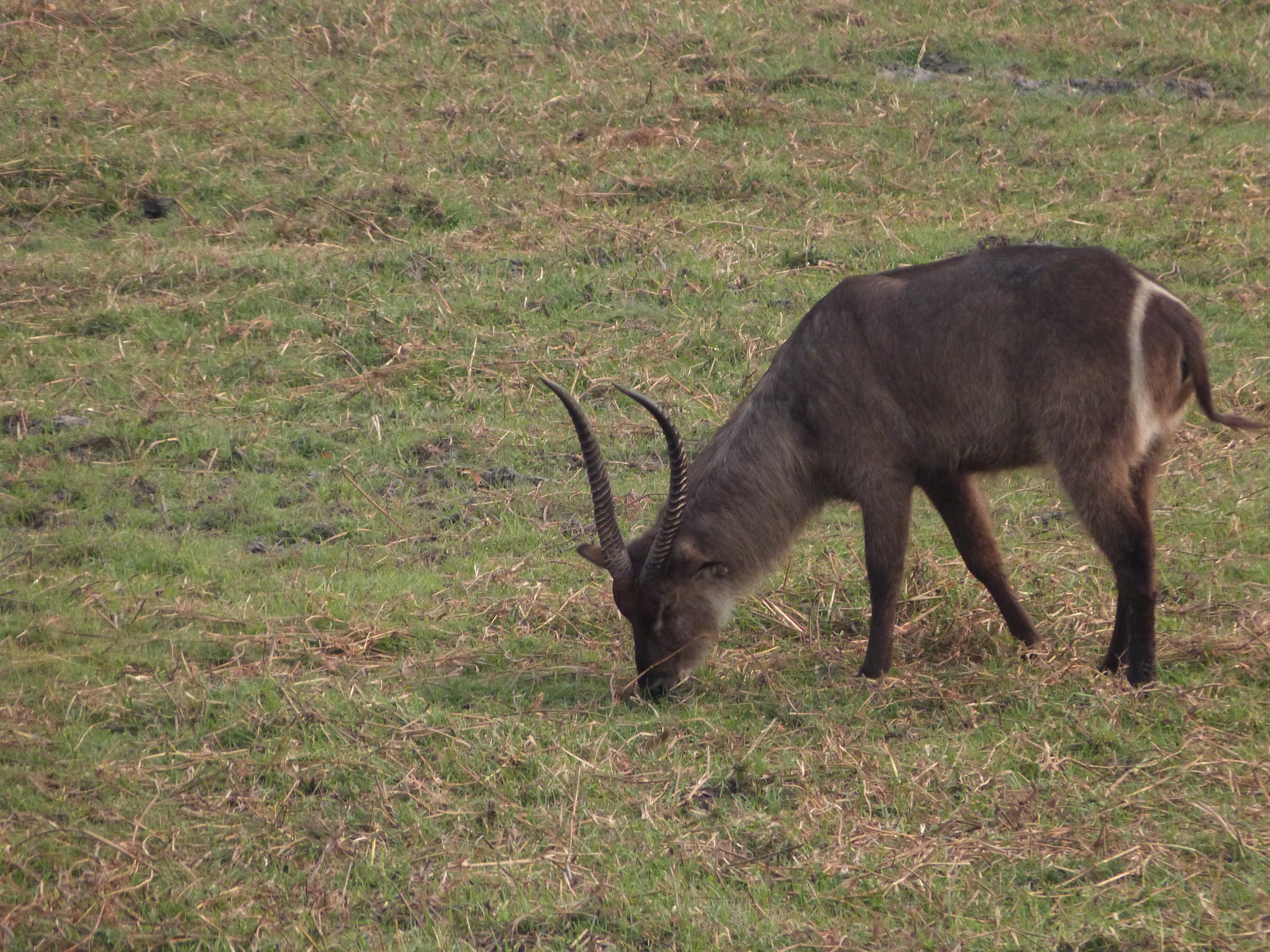 Image of Ellipsen Waterbuck