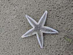 Image of Two-spined sea star