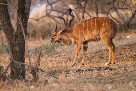 Image of Nyala