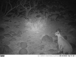 Image of Caracal