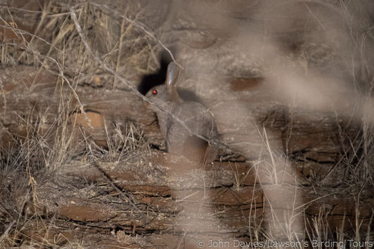 Image of Rock-hares