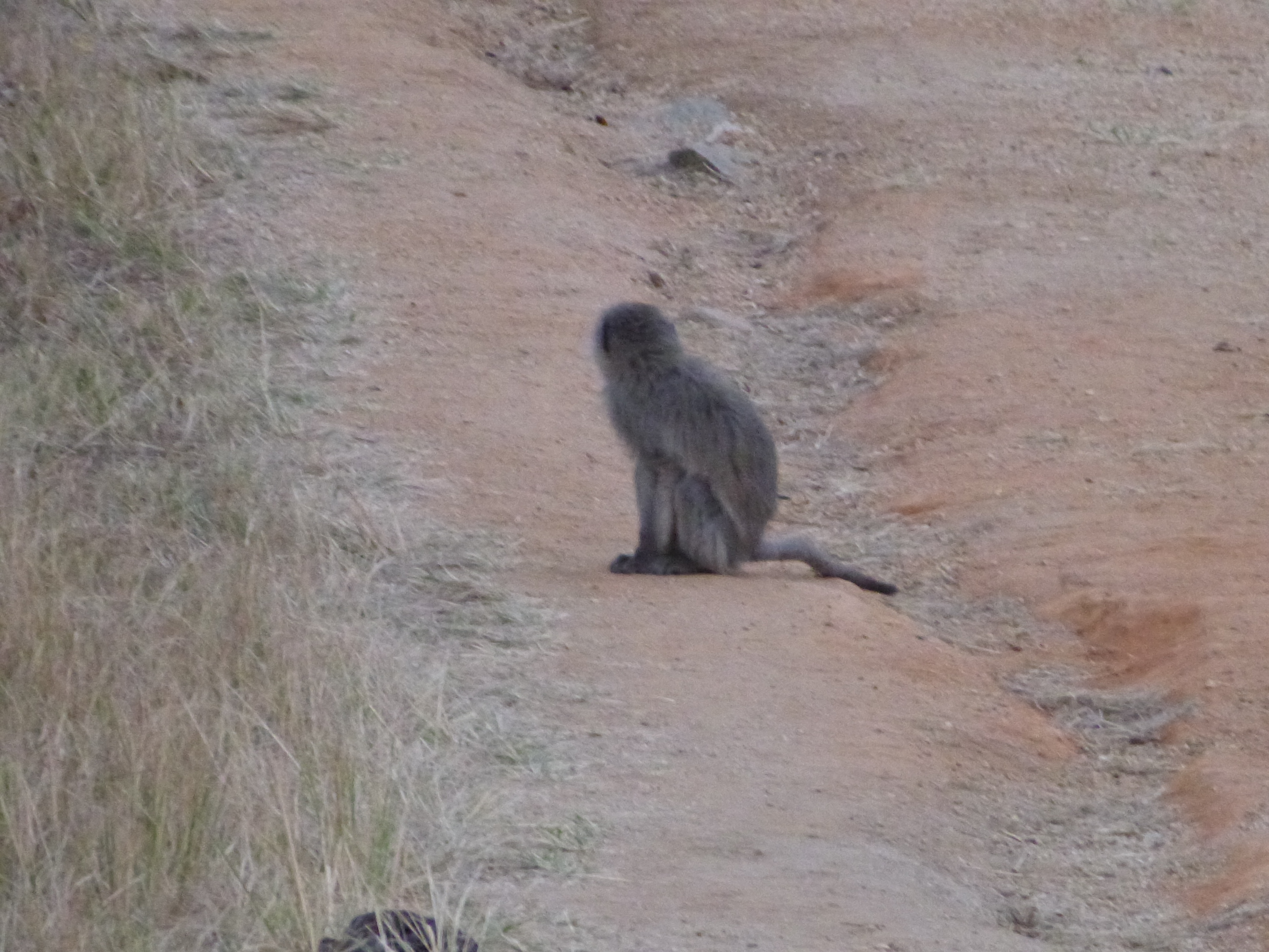 Image of Vervet Monkey