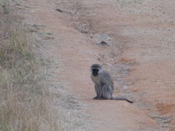 Image of Vervet Monkey