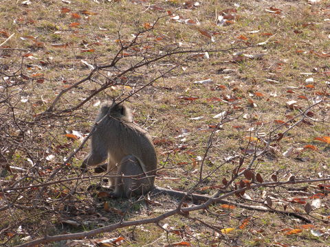 Image of Vervet Monkey