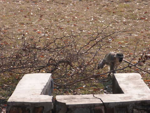 Image of Vervet Monkey