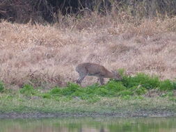 Image of Common Duiker