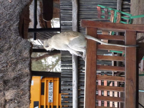 Image of Vervet Monkey