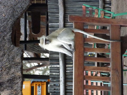 Image of Vervet Monkey