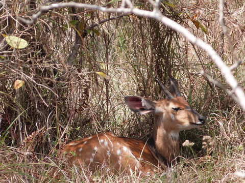 Image of Bushbuck