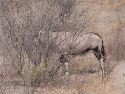 Image of Gemsbok