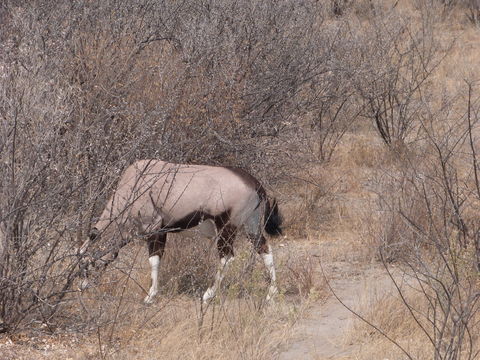 Image of Gemsbok