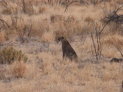 Image de Acinonyx Brookes 1828