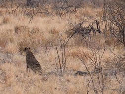 Image de Acinonyx Brookes 1828