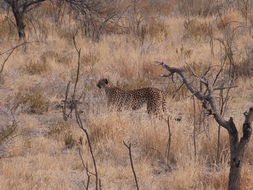 Image de Acinonyx Brookes 1828