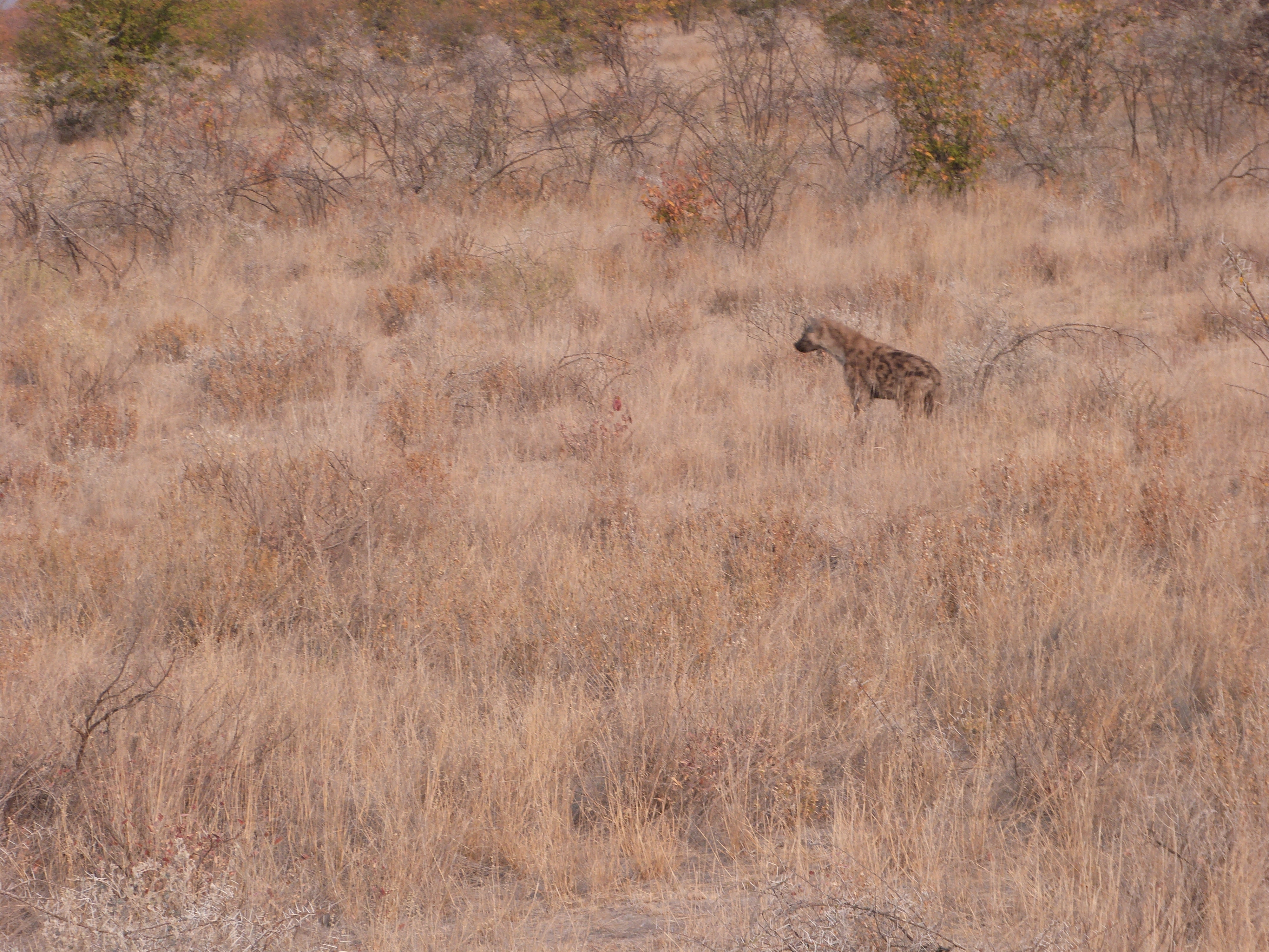 Image of Spotted Hyaenas