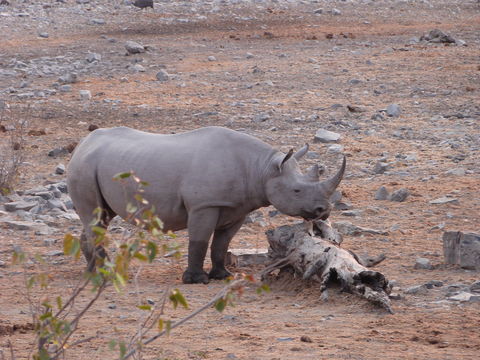 Image of Spotted Hyaenas