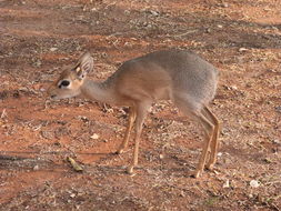 Image of Damara Dikdik