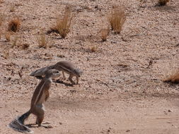 Image of Cape Ground Squirrel