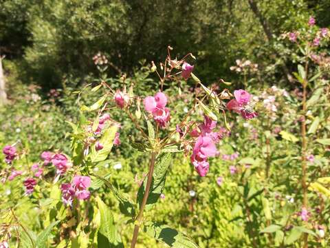 Image of Himalayan balsam