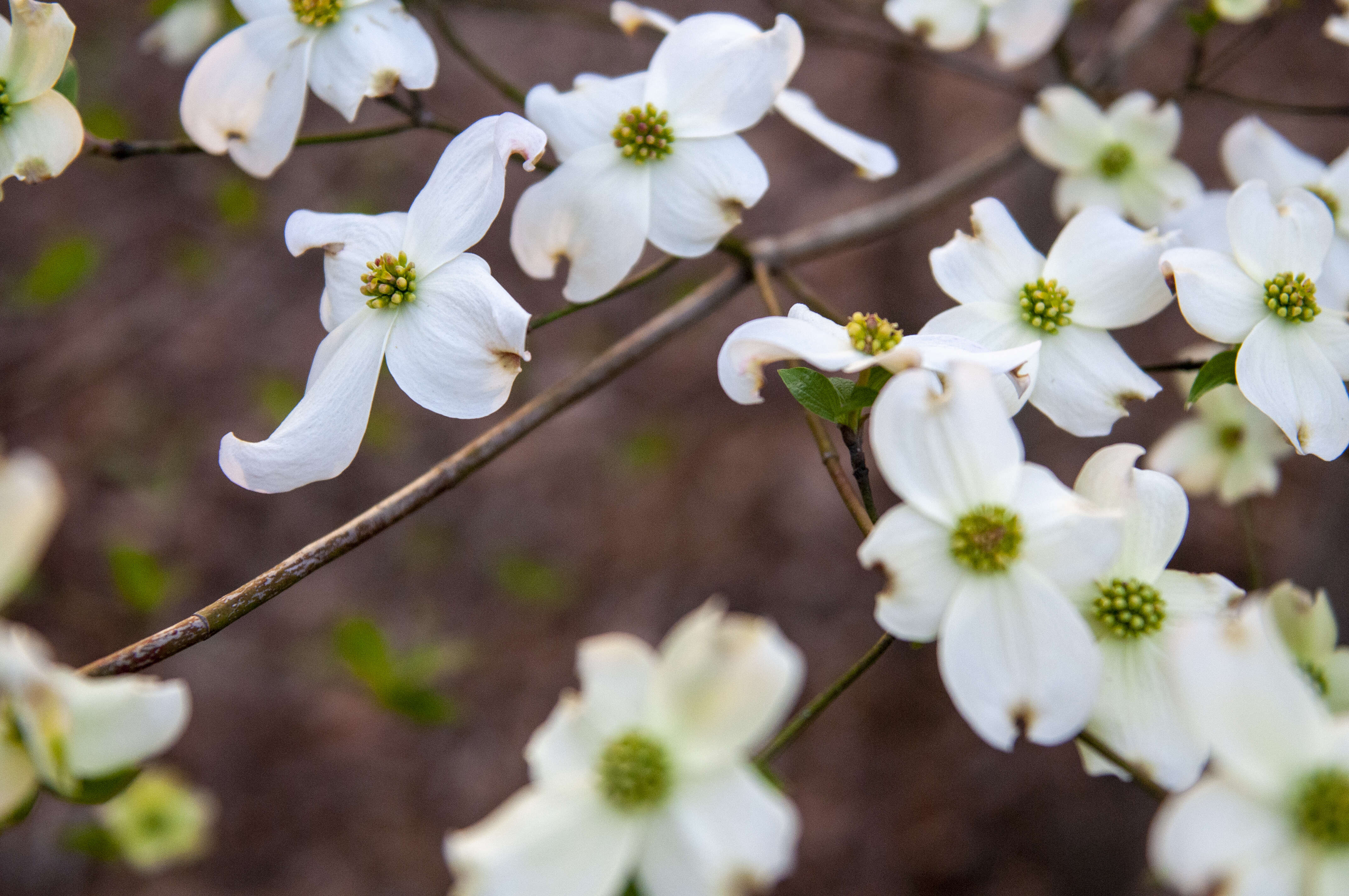 Image of flowering dogwood