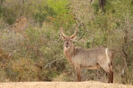 Image of Ellipsen Waterbuck