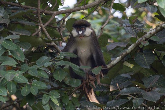 Слика од Cercopithecus ascanius (Audebert 1799)