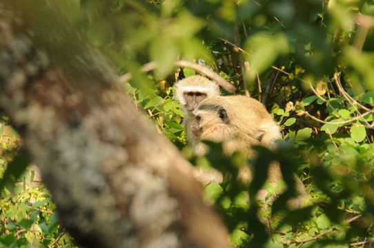 Image of Vervet Monkey