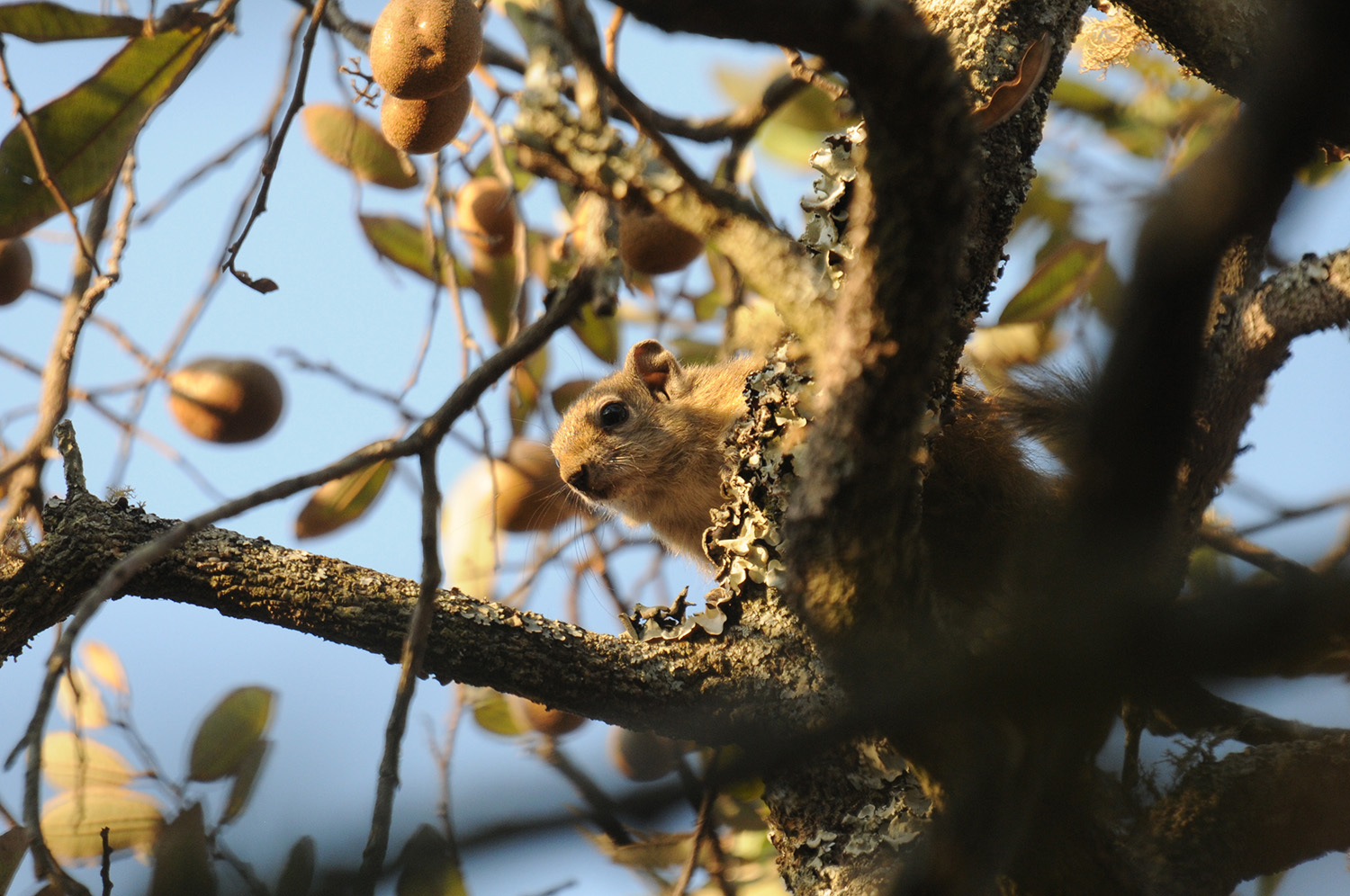 Image of Smith's Bush Squirrel