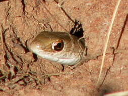 Psammophis brevirostris Peters 1881的圖片