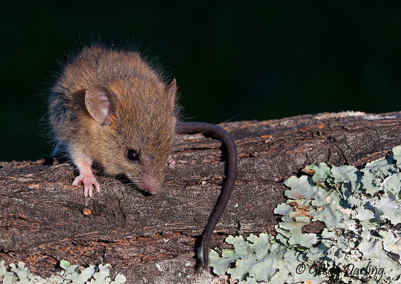 Image of Pygmy Mouse