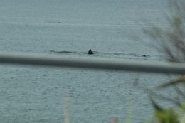 Image of Right whale