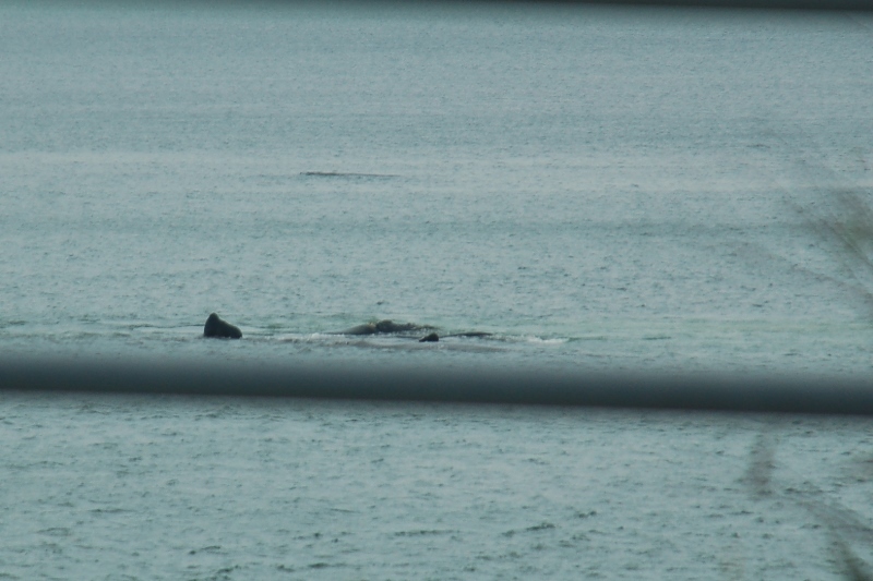 Image of Right whale