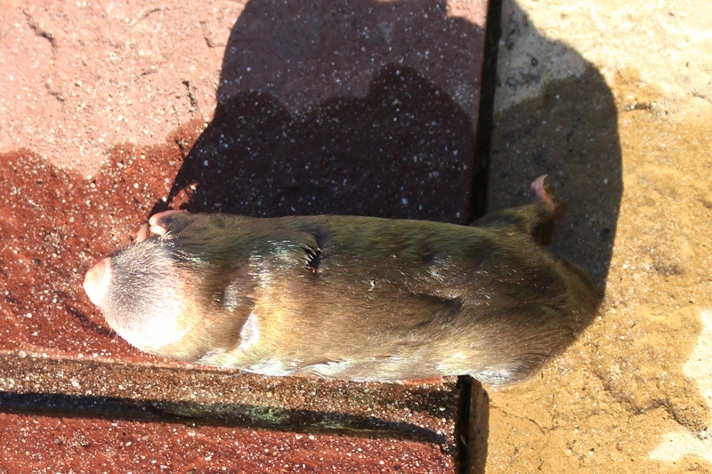 Image of Cape Golden Mole