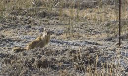 Image of Yellow Mongoose