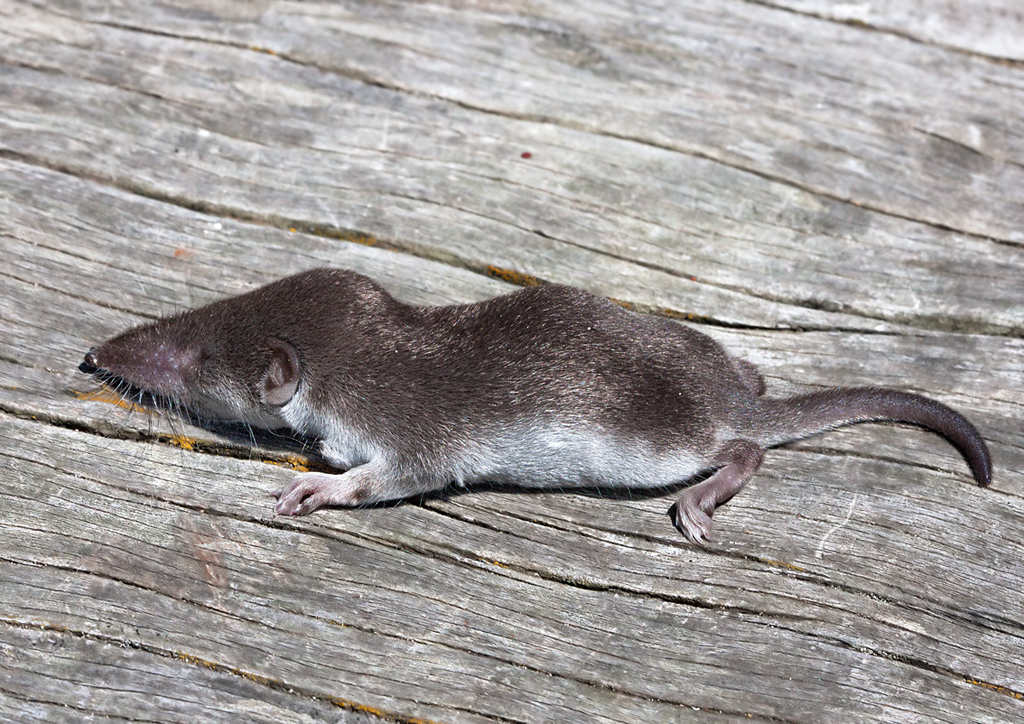 Image of Forest Shrew