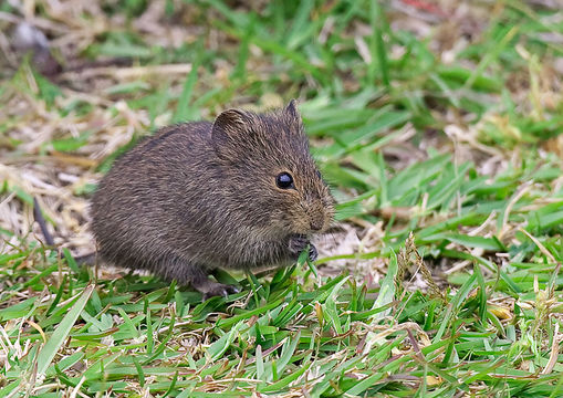 Image of Southern African Vlei Rat