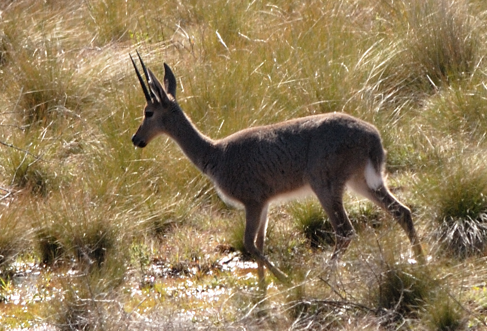 Image of Grey Rhebok