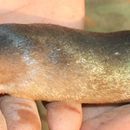 Image of Hottentot Golden Mole