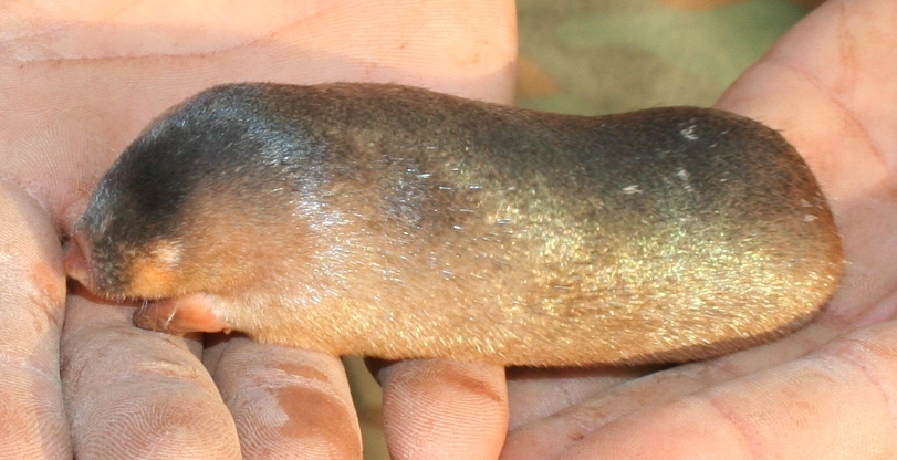 Image of Golden Moles