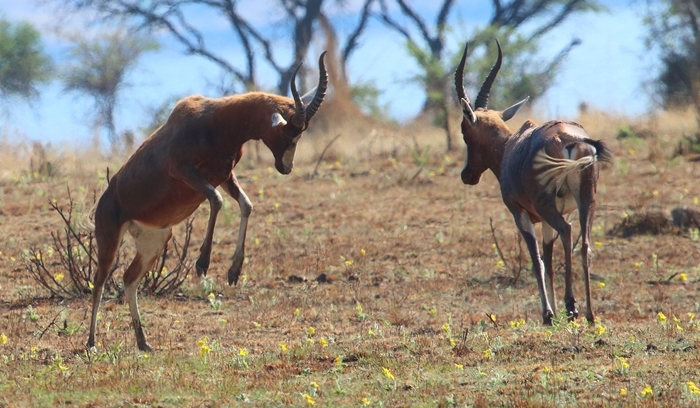 Image of Blesbok