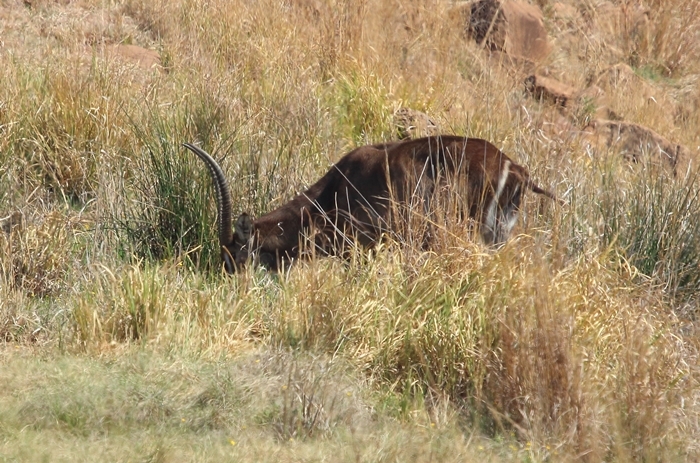 Image of Ellipsen Waterbuck