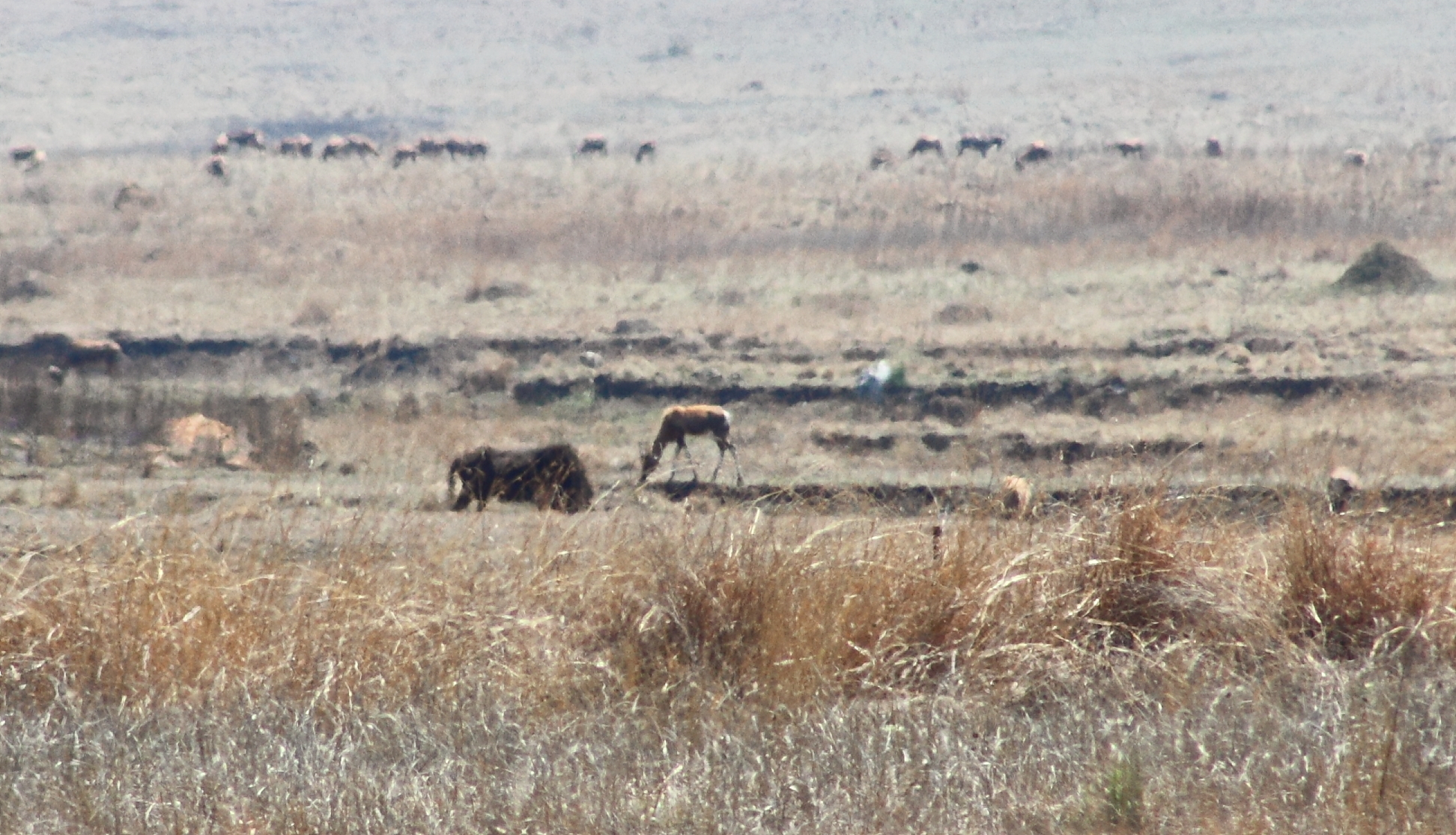 Image of Blesbok