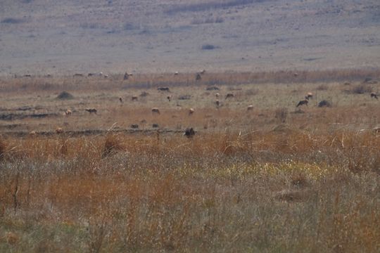 Image of Black Wildebeest