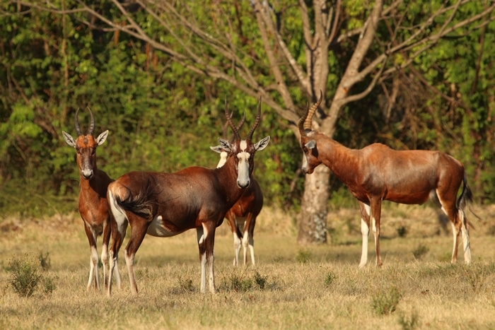 Image of Blesbok