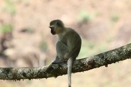 Image of Vervet Monkey