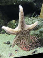 Image of Strawberry anemones