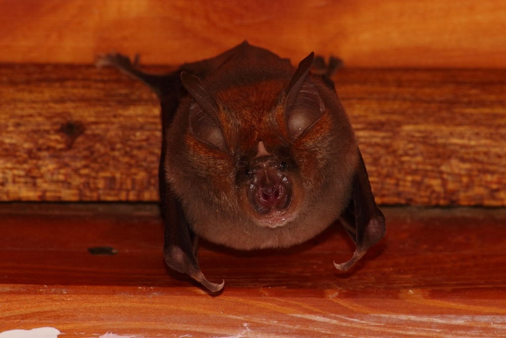 Image of horseshoe bats