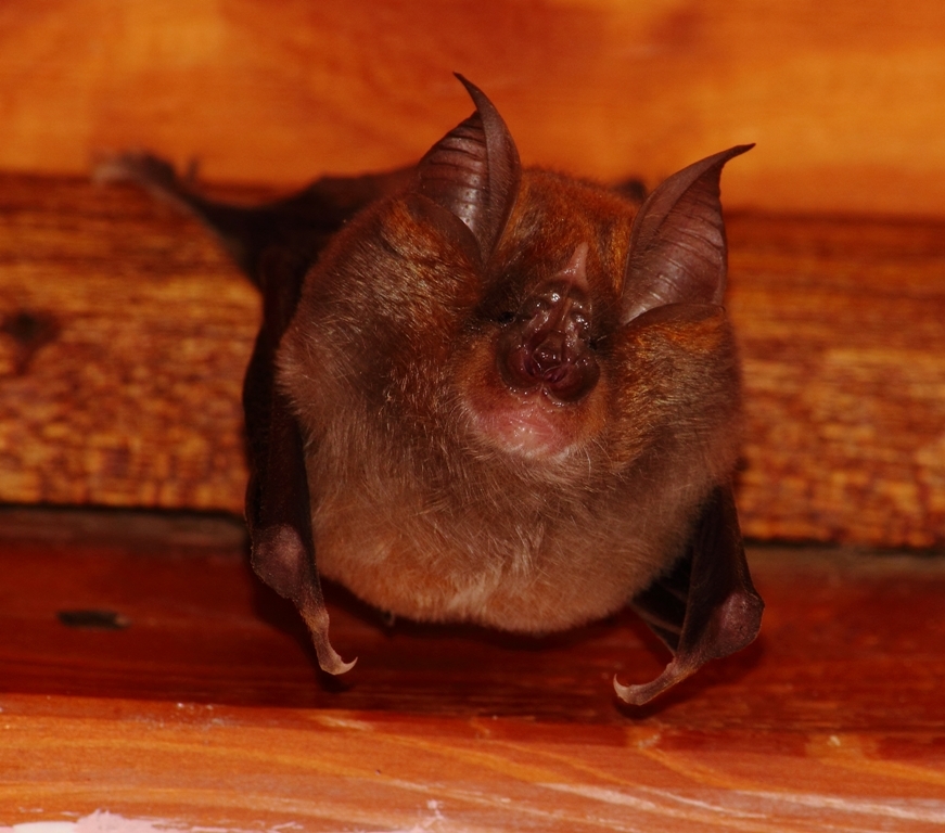 Image of horseshoe bats
