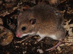 Image of Common African Fat Mouse -- Fat Mouse