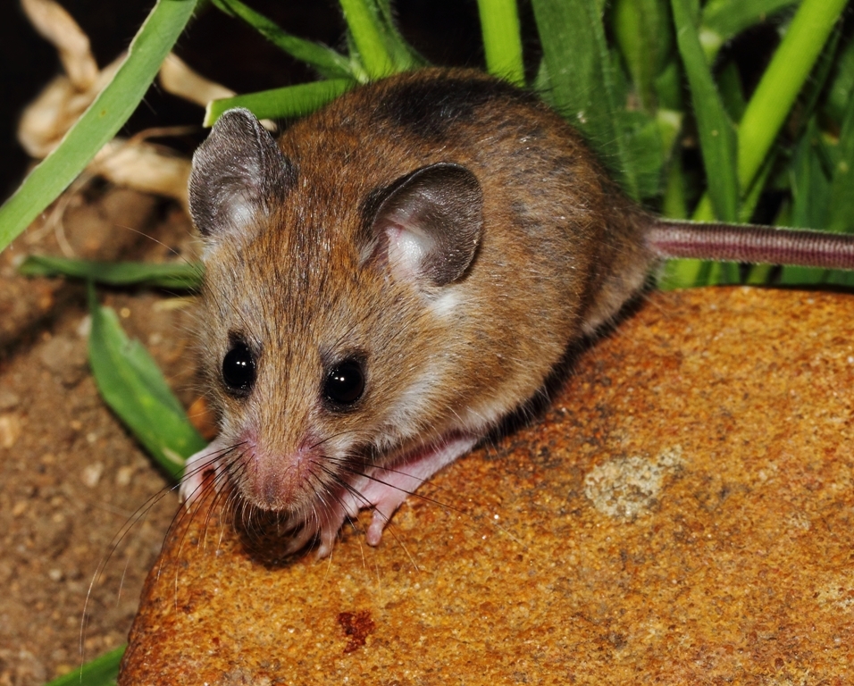 Image of Gray African Climbing Mouse -- Grey Climbing Mouse